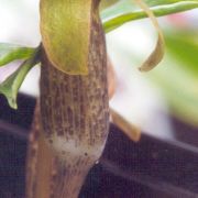 Image of Arisaema auriculatum  Buchet.