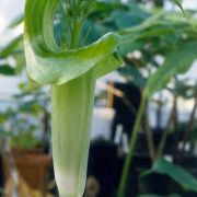 Image of Arisaema balansae  Engl..