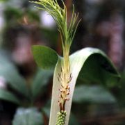 Image of Arisaema balansae  Engl..