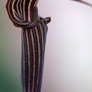 Image of Arisaema ciliatum  H. Li.