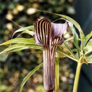 Image of Arisaema ciliatum  H. Li.