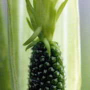 Image of Arisaema consanguineum  (L.) Schott.