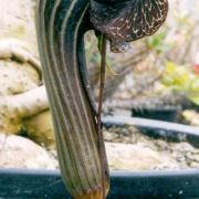 Image of Arisaema dahaiense  H. Li.