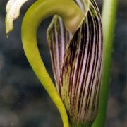 Image of Arisaema dilatatum  Buchet.