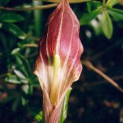 Image of Arisaema erubescens  (Wall.) Schott.