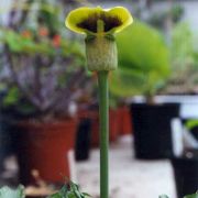 Image of Arisaema flavum  Schott.