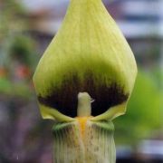 Image of Arisaema flavum  Schott.