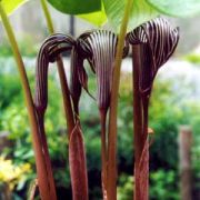 Image of Arisaema franchetianum  Engl..