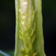 Image of Arisaema heterophyllum  Blume.
