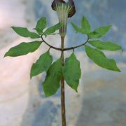 Image of Arisaema iyoanum ssp. nakaianum (Kitag. & Ohba) H. Ohashi & J. Murata.