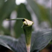 Image of Arisaema laminatum  Blume.
