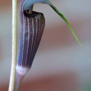 Image of Arisaema polyphyllum  (Blanco) Merr..