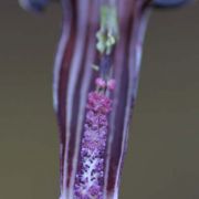 Image of Arisaema polyphyllum  (Blanco) Merr..