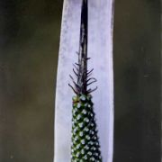 Image of Arisaema roxburghii  Kunth.