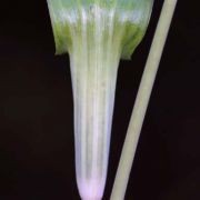 Image of Arisaema triphyllum  (L.)Schott.