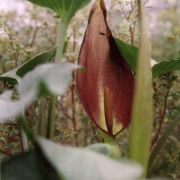 Image of Arum balansanum  R.R. Mill.