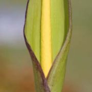 Image of Arum concinnatum  Schott.