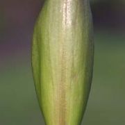 Image of Arum concinnatum  Schott.