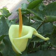 Image of Arum creticum  Boiss. & Heldr..