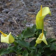 Image of Arum creticum  Boiss. & Heldr..