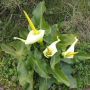 Image of Arum creticum  Boiss. & Heldr..