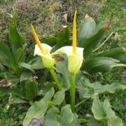 Image of Arum creticum  Boiss. & Heldr..