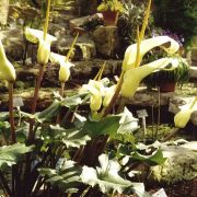 Image of Arum creticum  Boiss. & Heldr..