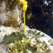 Image of Arum creticum  Boiss. & Heldr..