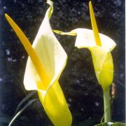 Image of Arum creticum  Boiss. & Heldr..