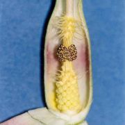 Image of Arum cylindraceum  Gasp..