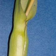 Image of Arum cylindraceum  Gasp..