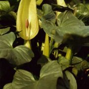 Image of Arum cylindraceum  Gasp..