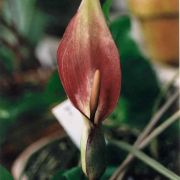 Image of Arum cyrenaicum  Hruby.