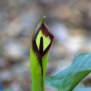 Image of Arum euxinum  R.R. Mill.