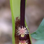 Image of Arum euxinum  R.R. Mill.