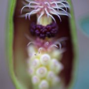 Image of Arum euxinum  R.R. Mill.