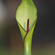 Image of Arum hygrophilum  Boiss..