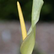 Image of Arum italicum ssp. albispathum (Steven ex Ledeb.) Prime.
