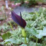 Image of Arum palaestinum  Boiss..