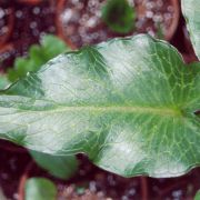 Image of Arum pictum  L. f..