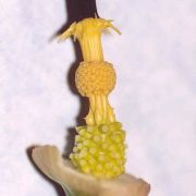 Image of Arum pictum  L. f..