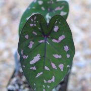 Image of Caladium bicolor var rubicundum Engl..