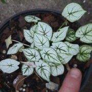 Image of Caladium humboldtii  .