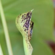 Image of Colletogyne perrieri  S. Buchet.