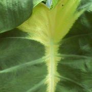 Image of Colocasia esculenta  (L.) Schott.