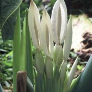 Image of Colocasia gigantea  (Blume) Hook. f..