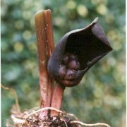 Image of Gorgonidium vermicidum  (Speg.) Bogner & Nicolson.