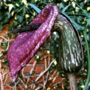 Image of Helicodiceros muscivorus  (L.f.) Engl..