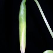 Image of Hestia longifolia  (Ridl.) S.Y. Wong & P.C. Boyce.