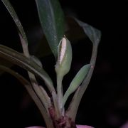 Image of Homalomena paucinervia  Ridl.